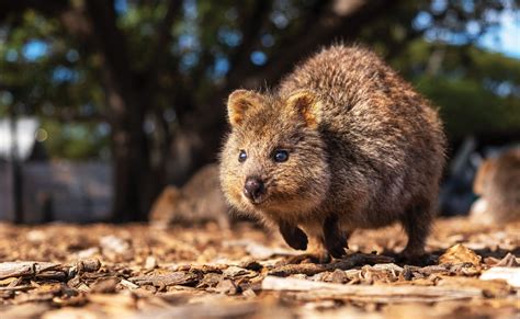 Group of quokkas called  You are here: houston astros giveaways 2022 / collective noun for quokkas